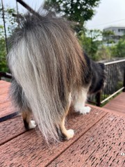 尻尾の毛