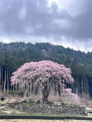 枝垂れ桜
