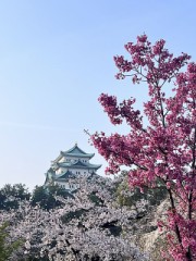 名古屋城と桜