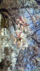 花見のシーズン！