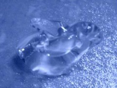 ウサギさん見つけた！