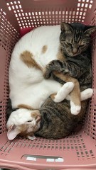 【お題日記】道端の猫に話しかける？