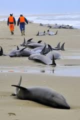 イルカが・・・・・