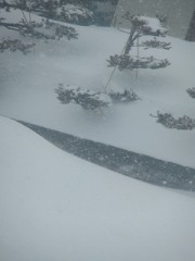 冬だよ。春は、まだこないよ。