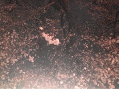 夜桜