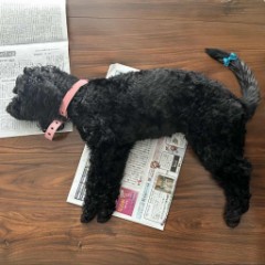 ニャンコもワンコも、きっと同じ気持ち