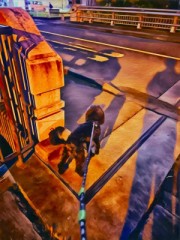 黒ワンコとクリスマスのはじまり