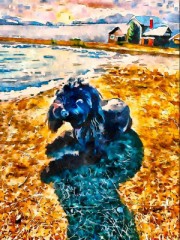 日向ぼっこ　黒ワンコ