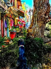 張り込み中　黒ワンコ