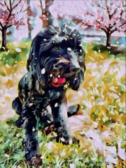 桜の花びらと黒ワンコ