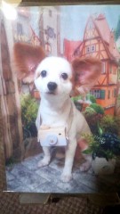 今年6月愛犬亡くしました。