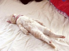 や、やべぇ・・・
