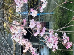 間に合った桜