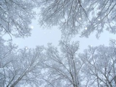 今日は雪予報　でも雨かなぁ？