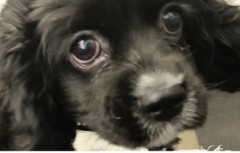 うーん　癒して何だろ…