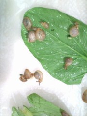 元気に育ってます