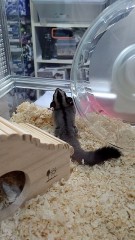 お迎えしちまったぜこんちくしょう