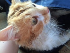 【お題日記】印象に残っているキスは？