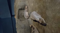 【お題日記】お気に入りの動物動画貼って♪