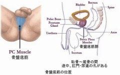 骨盤底筋ストレッチ