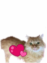 異性の好きな仕草