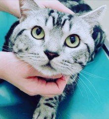 年賀状は出す？