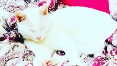 茶柱立ったことある？