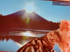 あっぱれ身も心も軽々しい新年令和3年の抱負