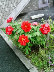 桜も葉っぱだらけに･･･