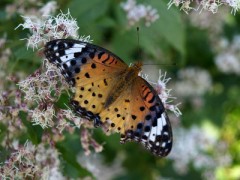 デジ一眼レフを買った～♪