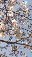 サクラ咲く