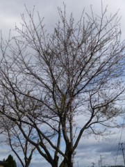 咲く前に終わりそう