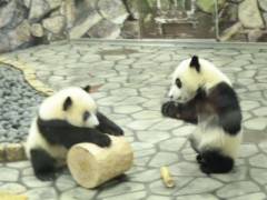 パンダァ！