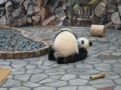 上になったり下になったり！ｏｈ！