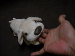 【お題日記】「猫の日」！みなさんは猫派？犬派？