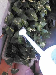 【お題日記】とがってるって何だろう？