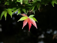 【お題日記】遅刻決定。寝坊からの言い訳教えて！