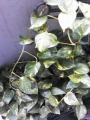 【お題日記】身の回りに緑ってありますか？