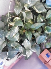 【お題日記】最近手紙を書きましたか？