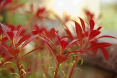 【お題日記】カバンの中身を教えて下さい