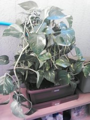 【お題日記】持つべきものは何目線？