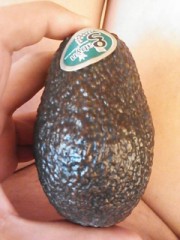 【お題日記】犬と猫、どちらが好きですか？