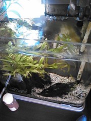 【お題日記】世界に終わりってあるの？