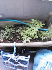 【お題日記】雨の歌といえば？