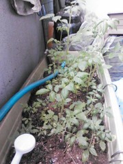 【お題日記】過去に戻りたい？