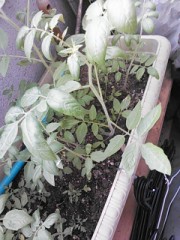 【お題日記】初めての恋人とはどこで出会いましたか？