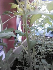 【お題日記】何回も見る夢はありますか？