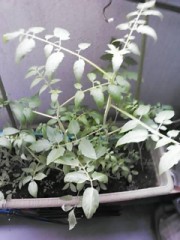 【お題日記】七夕飾りの写真を投稿しよう！