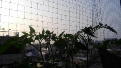 【お題日記】お盆休みはどう過ごしますか？