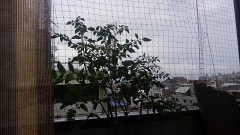 【お題日記】夏の終わりってなんで切なくなるの？